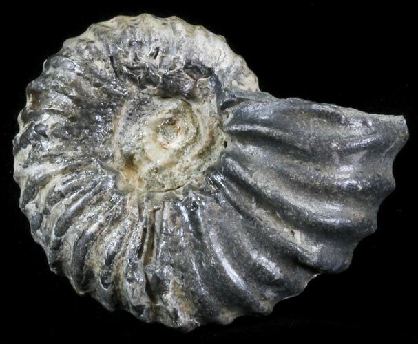 Acanthohoplites Ammonite Fossil - Caucasus, Russia #30094